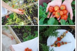 1-Harvest-600x459_c-595x397_c