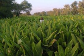 1-Karnataka1-600x450_c-595x397_c