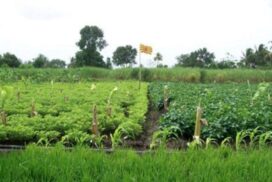 1-Tapovan-600x270_c-595x397_c