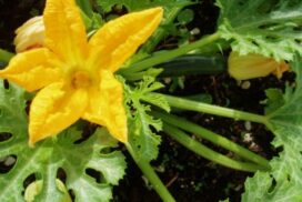 1-Zuchini-Flowers-600x450_c-595x397_c
