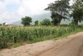 1-tapovan-corn-harvest-aburoad-600x400_c-595x397_c